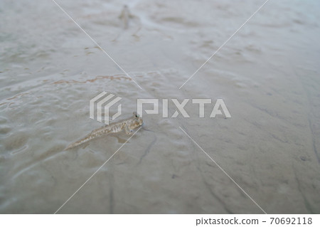 潮灘上的飛魚 70692118