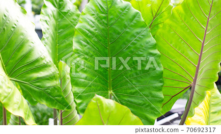 Alocasia macrorrhizos or Giant Taro or giant alocasia leave background. Alocasia macrorrhizos or Giant Taro or giant alocasia leave background. 70692317