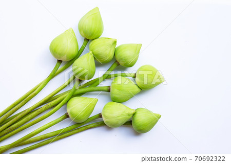 Lotus flower on white background. Lotus flower on white background. 70692322