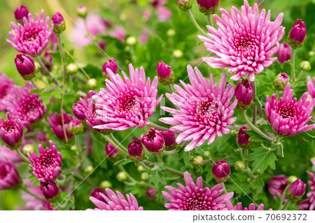 "Other than Motte" of edible chrysanthemum 70692372