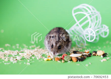 Funny Djungarian hamster eating feed near vintage decorative stroller on green background 70692453
