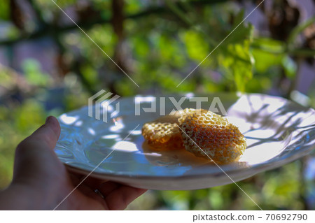 Honeycomb Nest Mitsu Com Honey Honeycomb Nest Mitsu Com Honey 70692790