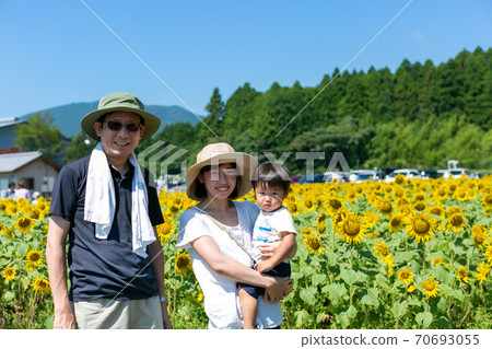 Parents and children playing in the sunflower field 70693055