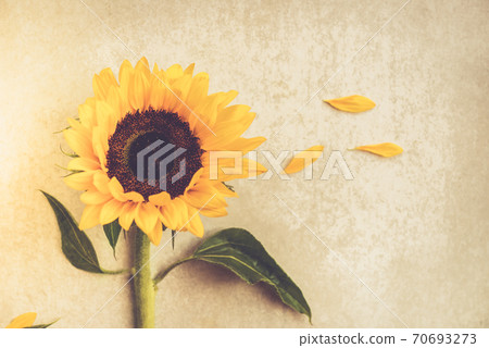 Yellow Sunflower Bouquet on Grey Background, Autumn Concept Yellow Sunflower Bouquet on Grey Background, Autumn Concept 70693273