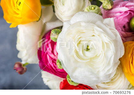 Ranunculus Buttercup Flowers of different colours 70693276