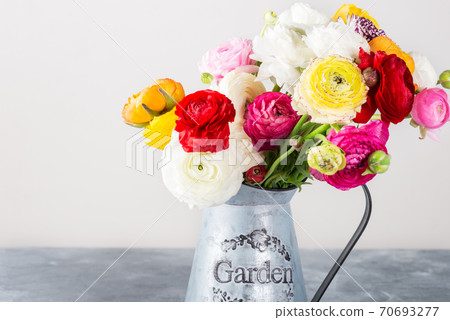 Ranunculus Buttercup Flowers of different colours 70693277