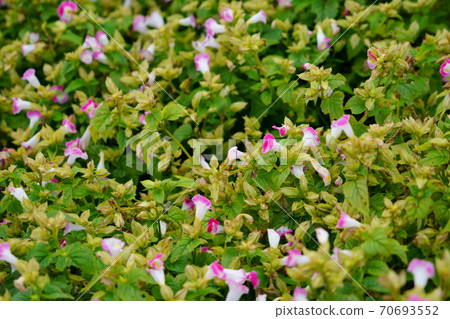 Torenia Flowerbed 1 70693552