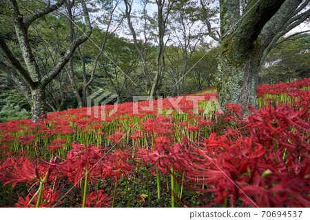 Cluster amaryllis (Manju Saka) A beautiful red flower field. 70694537