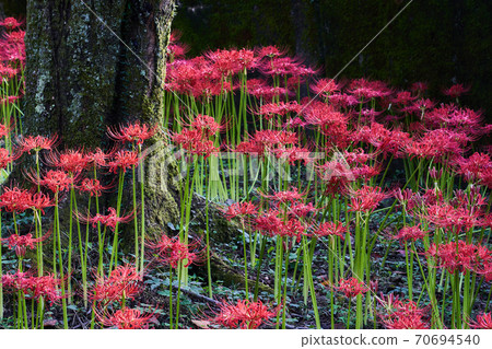 Cluster amaryllis (Manju Saka) A beautiful red flower field. 70694540