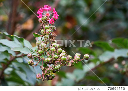Crape myrtle fruit Crape myrtle fruit 70694550