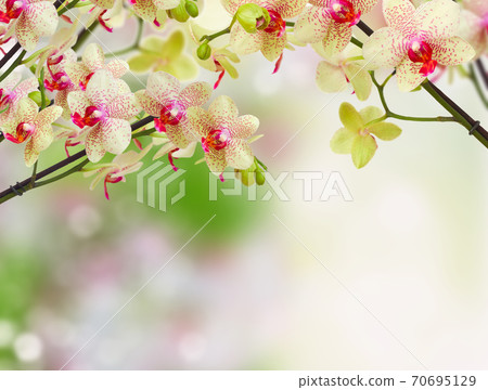 yellow and red orchid flowers 70695129