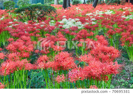 Sokouin(千葉縣松戶市)盛開的Higanbana Sokouin(千葉縣松戶市)盛開的Higanbana 70695381