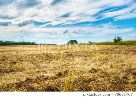 Plowed wheat field Plowed wheat field 70695707