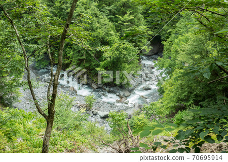 靜岡西澤和靜岡市的日本百座名山樹木(三岳/清岳) 靜岡西澤和靜岡市的日本百座名山樹木(三岳/清岳) 70695914