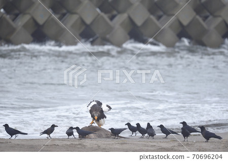 Steller's sea eagle and crows (Hokkaido) Steller's sea eagle and crows (Hokkaido) 70696204