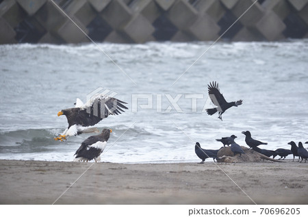Steller's sea eagle and crows (Hokkaido) Steller's sea eagle and crows (Hokkaido) 70696205