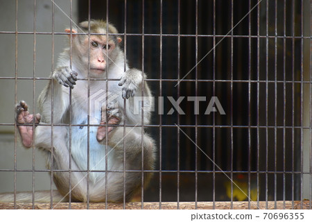 Tobe Zoo Monkey Monkey Tobe Zoo Monkey Monkey 70696355