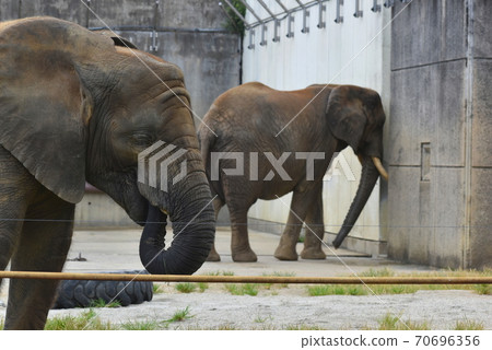 Tobe Zoo Elephant Elephant Tobe Zoo Elephant Elephant 70696356