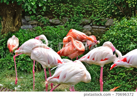 Tobe Zoo Flamingo Tobe Zoo Flamingo 70696372