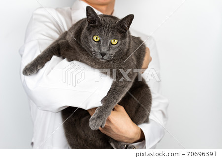 Cute cat and veterinarian treating disease 70696391