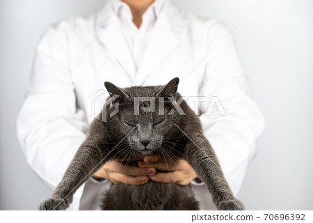Cute cat and veterinarian treating disease 70696392