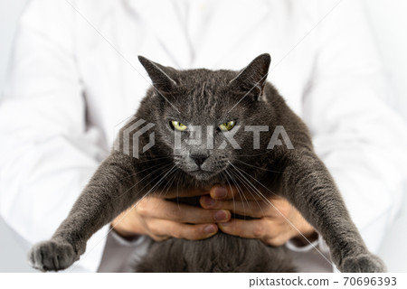 Cute cat and veterinarian treating disease 70696393
