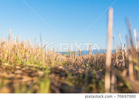 Hay straw field golden close-up beautiful summer rural sun landscape bulgaria perspective creative Hay straw field golden close-up beautiful summer rural sun landscape bulgaria perspective creative 70697080