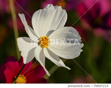 Cosmos flowers 70697223