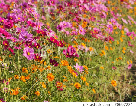 Cosmos flowers 70697224