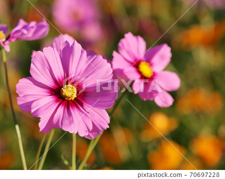 Cosmos flowers 70697228