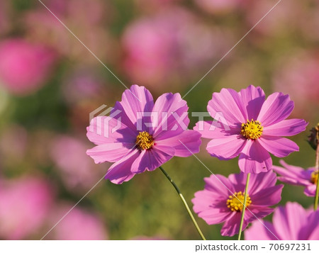 Cosmos flowers 70697231