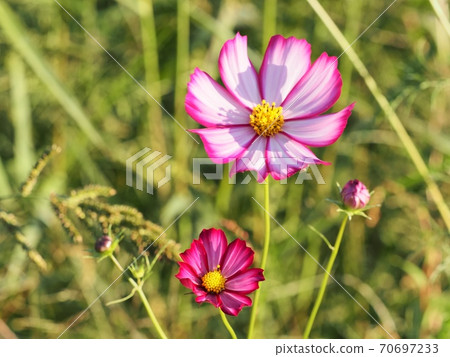 波斯菊花 70697233