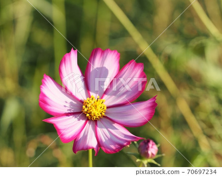 波斯菊花 70697234