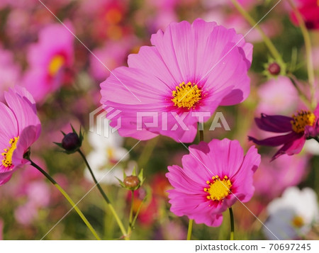Cosmos flowers 70697245