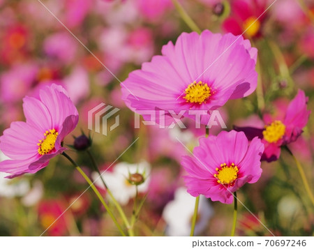 Cosmos flowers 70697246