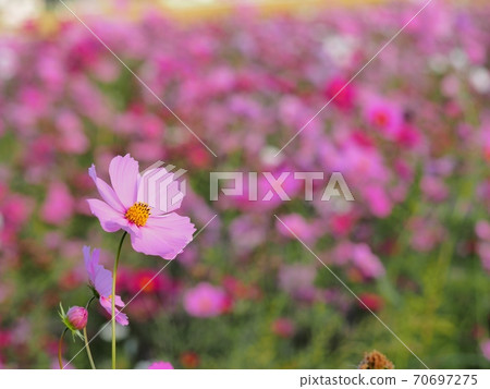 Cosmos flowers 70697275