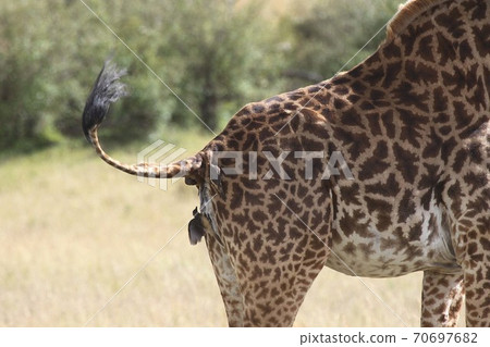 tick bird eating ticks from the back end of a giraffe 70697682
