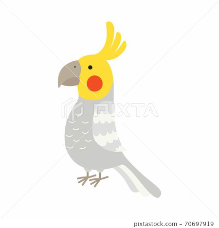 Adult parrot of normal grey cockatiel. Nymphicus hollandicus, corella. Cartoon bird design. Vector illustration 70697919