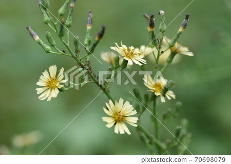 Akinonogeshi (Autumn wild poppy, Autumn wild sowthistle) Akinonogeshi (Autumn wild poppy, Autumn wild sowthistle) 70698079