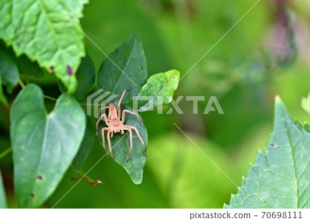  一隻蜘蛛 70698111