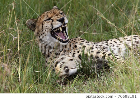 A cheetah yawning while sitting on the grass 70698191