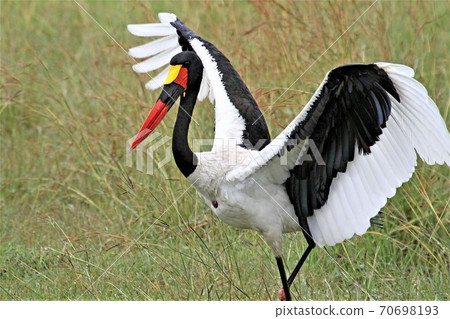saddle billed stork with wide spread wings 70698193