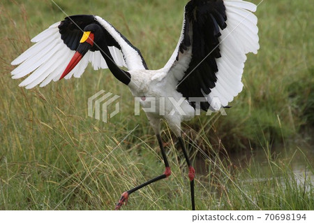 saddle billed stork in flight saddle billed stork in flight 70698194