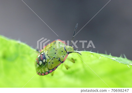 Stink bug eating Chinese cabbage leaves 70698247