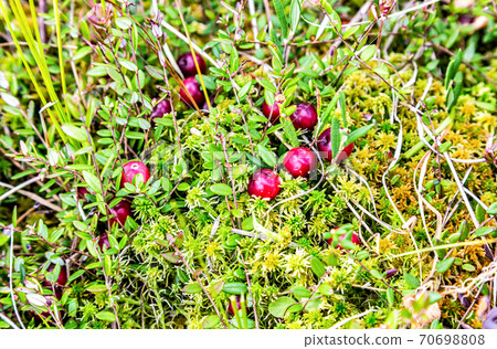 Wild cranberries growing in the moss Wild cranberries growing in the moss 70698808