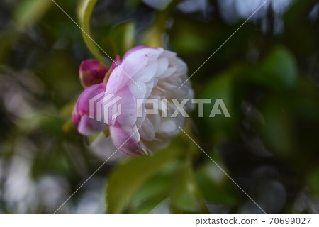 Sasanqua花 Sasanqua花 70699027