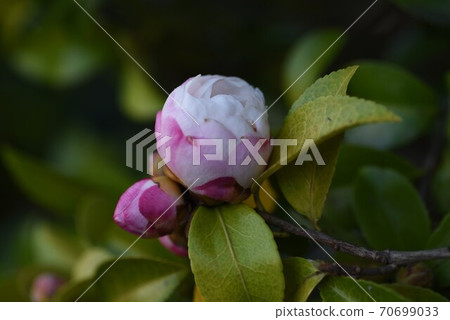 Sasanqua花 70699033