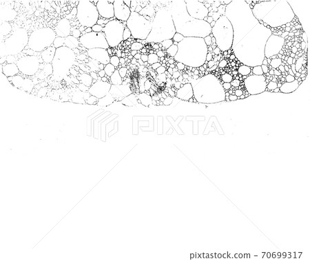 Vector grunge texture 65 Vector grunge texture 65 70699317