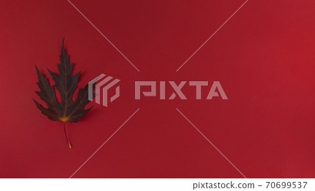 Autumn leaf on a red background. Simple flat lay banner with copy space. Autumn leaf on a red background. Simple flat lay banner with copy space. 70699537