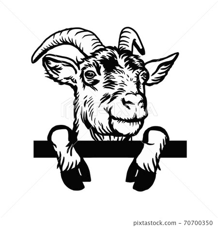 Horned goat - Cheeky Goat peeking out - face head isolated on white - vector stock 70700350